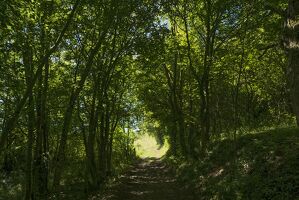 Traces et indices de la faune sauvage