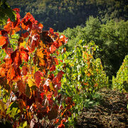 © Echappée gourmande dans les vignes du Fascinant Week-End - <em>Stéphane Viviant</em>