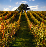 © Echappée gourmande dans les vignes du Fascinant Week-End - <em>Florian Meloux</em>