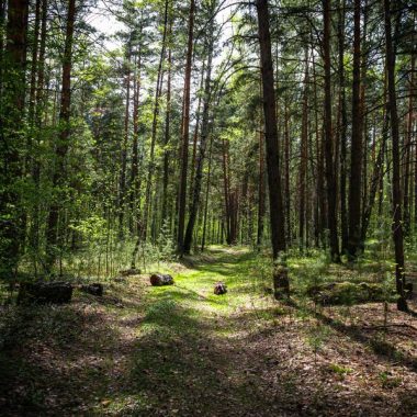 © Exposition sur les forêts - <em>DR Pexels</em>