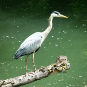 © Heron Cendré - <em>Centre d'observation de la nature de l'ile du Beurre</em>