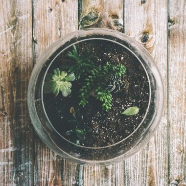 © Atelier Kokédama ou Terrarium chez les Façonnarts_Vienne - <em>DR</em>