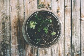 Atelier Kokédama ou Terrarium chez les Façonnarts