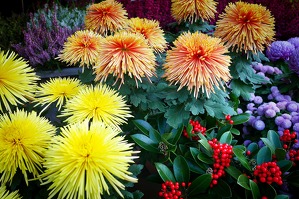 Marché aux fleurs