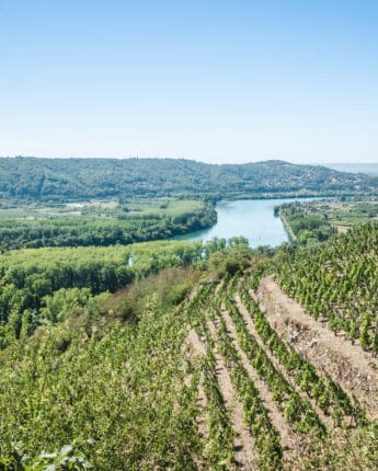 Vignoble et Rhône depuis le belvédère de Tupin-et-Semons
