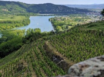 Vignoble et Rhône en contrebas